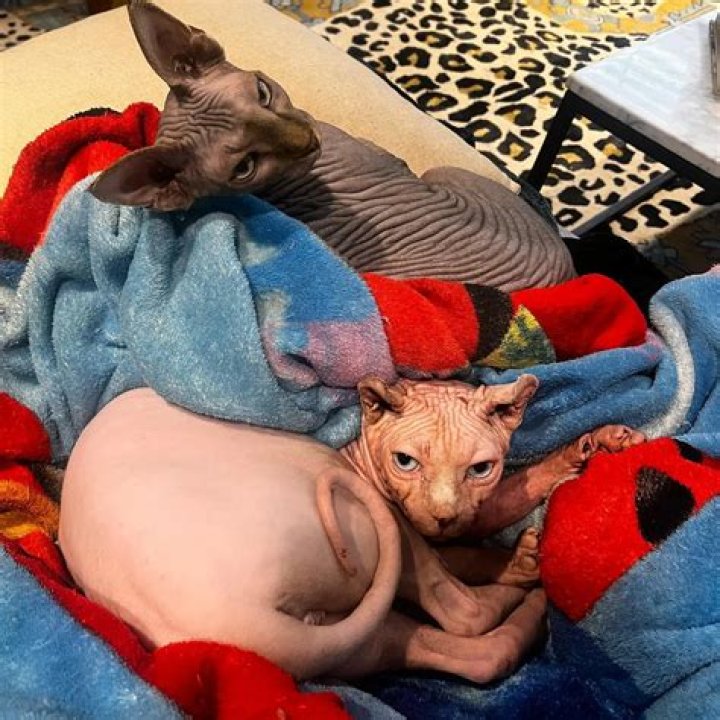 Cristina Vee Pets