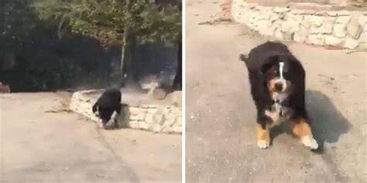 izzy california wildfire survivor dog