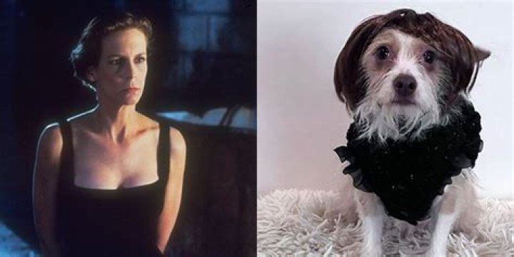 Jamie Lee Curtis rescue dog Runi