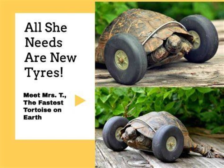 Mrs. T the Tortoise Lost Her Legs From a Rat Attack, Now Burns Rubber With Prosthetic Wheels