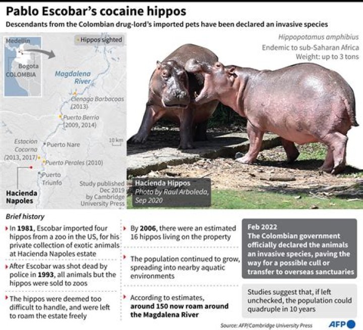 Pablo Escobar&rsquo;s Cocaine Hippos Now Facing Execution