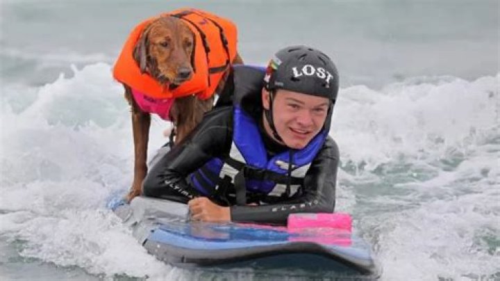 Ricochet The Golden Retriever - Surfing
