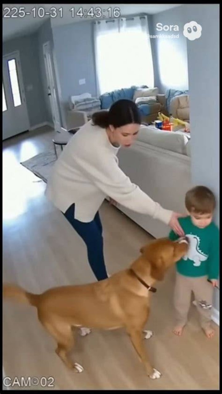 Sora Simmons Pets