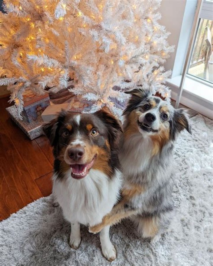teslatheminiaussie 