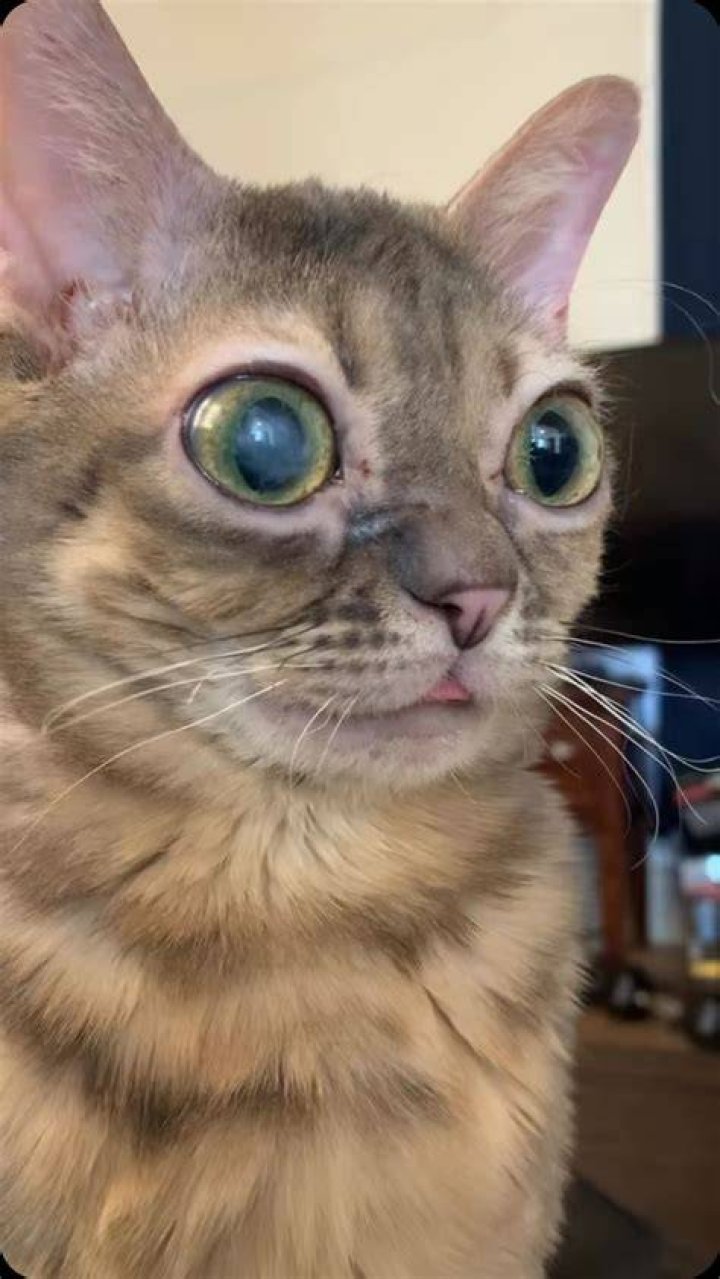 Tyn the Cat Instagram